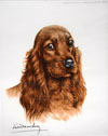 25 Tte de Cocker rouge - Red Cocker Spaniel head Clickez pour zoomer