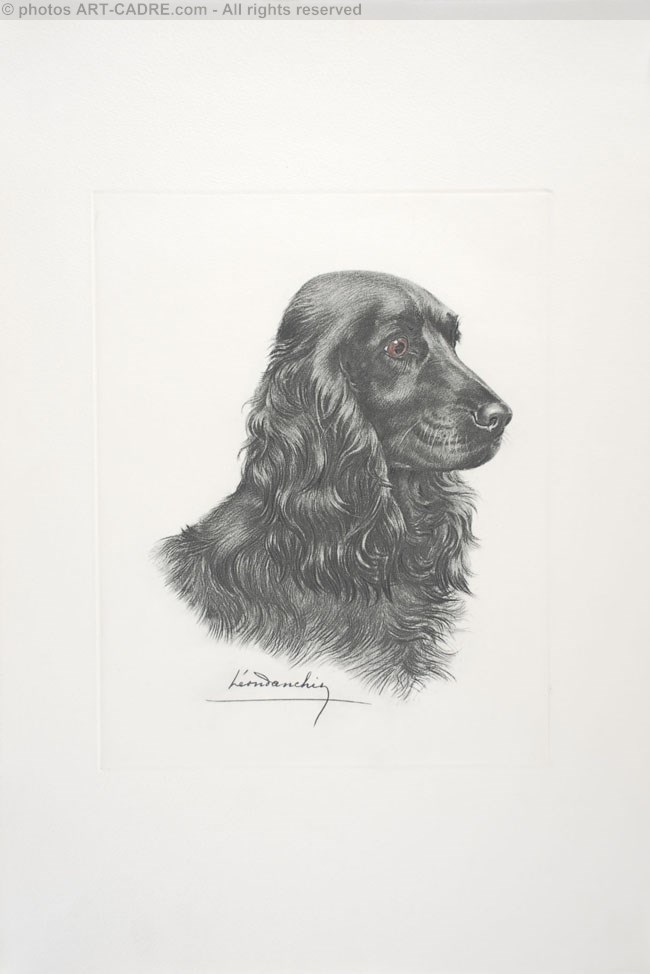 26 Tte de Cocker noir male - Black Cocker Spaniel head Click to ZOOM