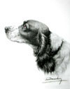 27 Tte de Cocker noir et blanc - Black and white female Cocker Spaniel head Click to ZOOM