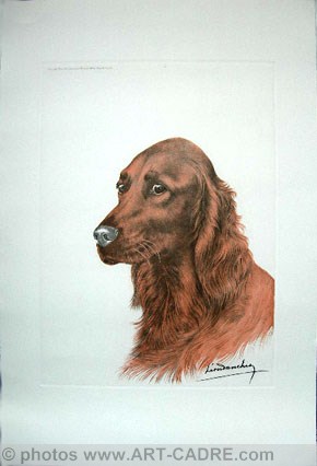 41 Tte de Setter Irlandais - Irish Setter head Click to ZOOM