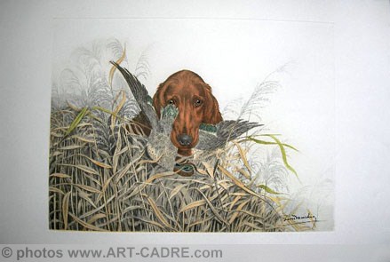 58 Setter Irlandais et Sarcelle - Irish Setter and Teal Clickez pour zoomer