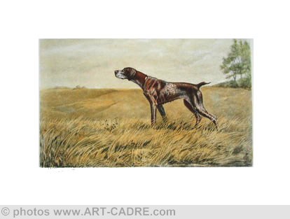 64 Braque - German Pointer Clickez pour zoomer