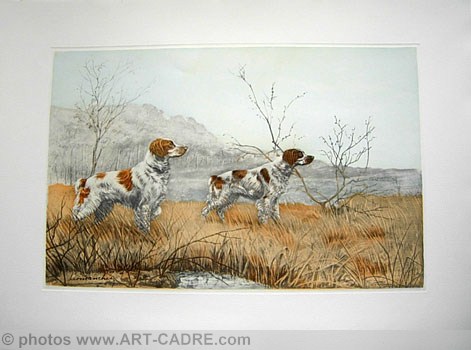 66 Epagneul breton en plaine - Two breton Spaniels in field Click to ZOOM