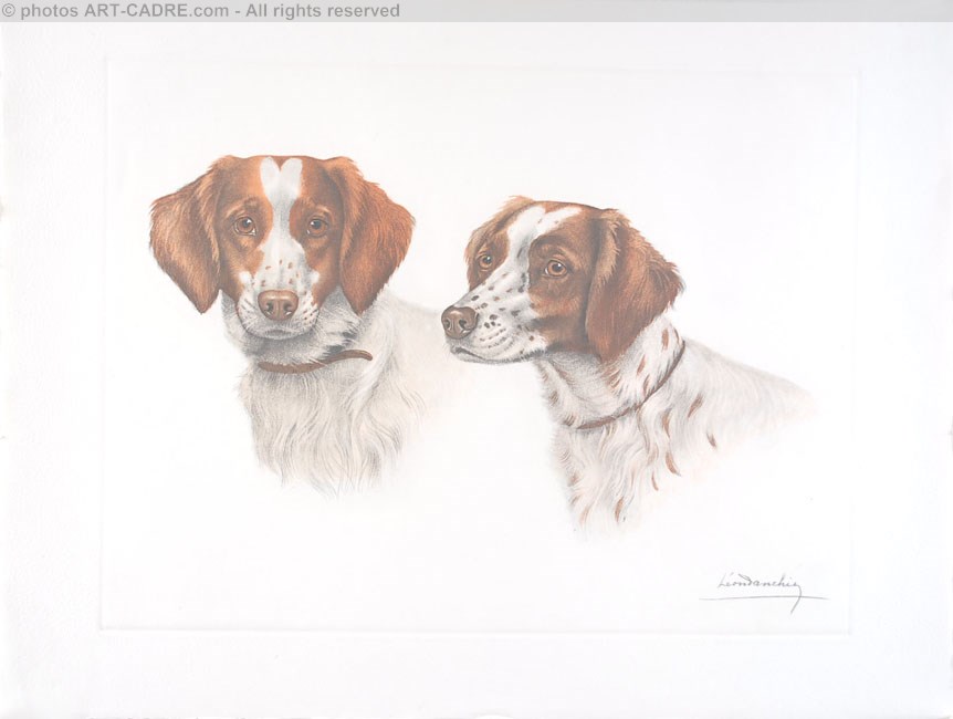 67 Deux ttes Epagneul breton - Two breton Spaniels heads Click to ZOOM