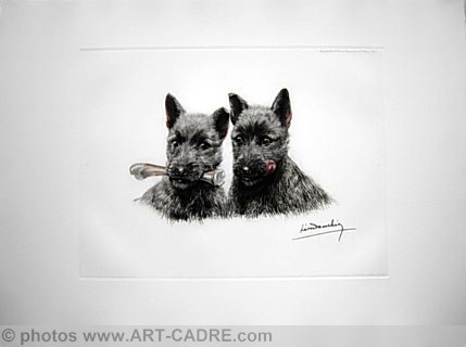 88 Jeunes Scotch Terriers - Two young Scotch Terriers Clickez pour zoomer