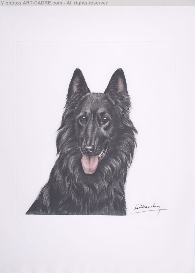 89 Tte de Groenendael - Groenendael Shepherd-dog head Click to ZOOM