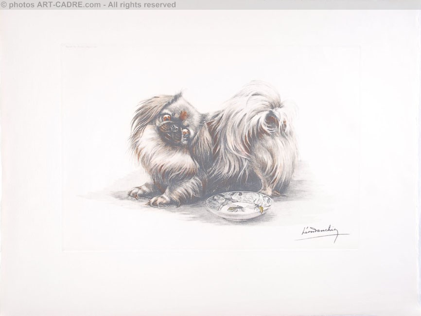 90 Pkinois - Pekinese dog Click to ZOOM