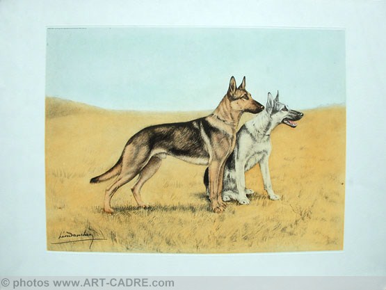 91 Bergers en plaine - Two Alsatian Shepherd-dog in field Click to ZOOM