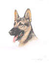 95 Tte de Berger - Alsatian Shepherd-dog head Click to ZOOM