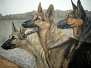 Three Alsatian Shepherd head - Trois ttes de Berger (Original) Click to ZOOM