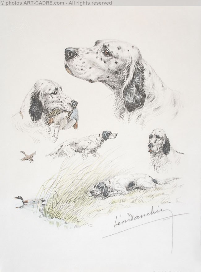 English Setter study - Etudes de  Setter Anglais Click to ZOOM