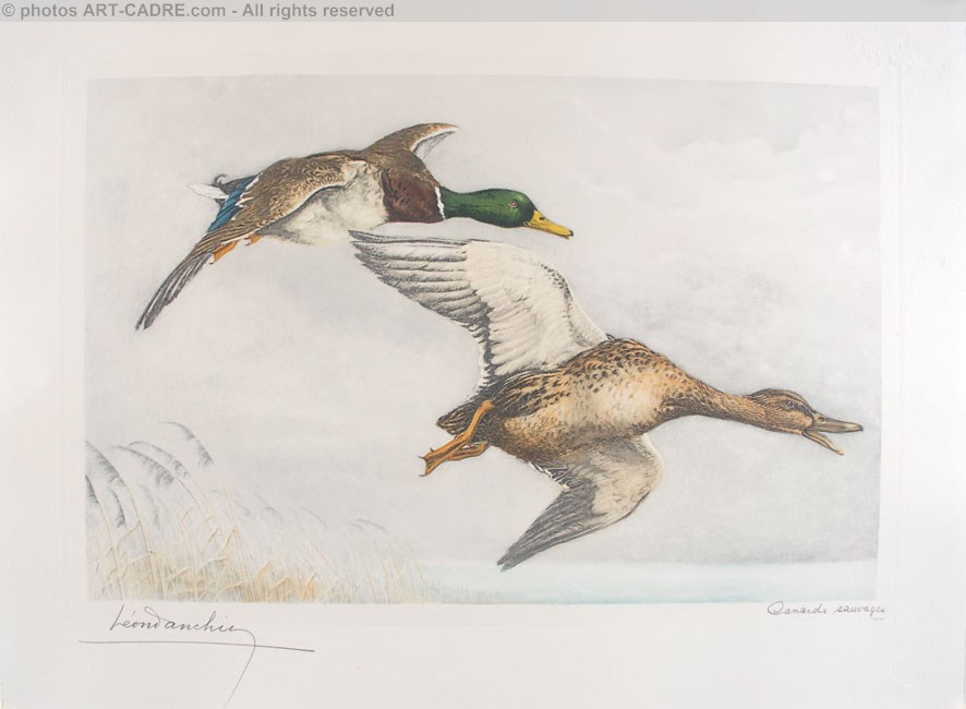 03 Canards sauvages - A couple of Mallards flying (Original) Click to ZOOM