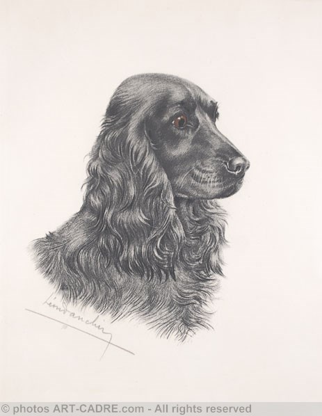 26 Tte de Cocker noir male - Black Cocker Spaniel head (Original) Clickez pour zoomer