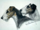 Couple de Fox-Terriers  poil dur Clickez pour zoomer