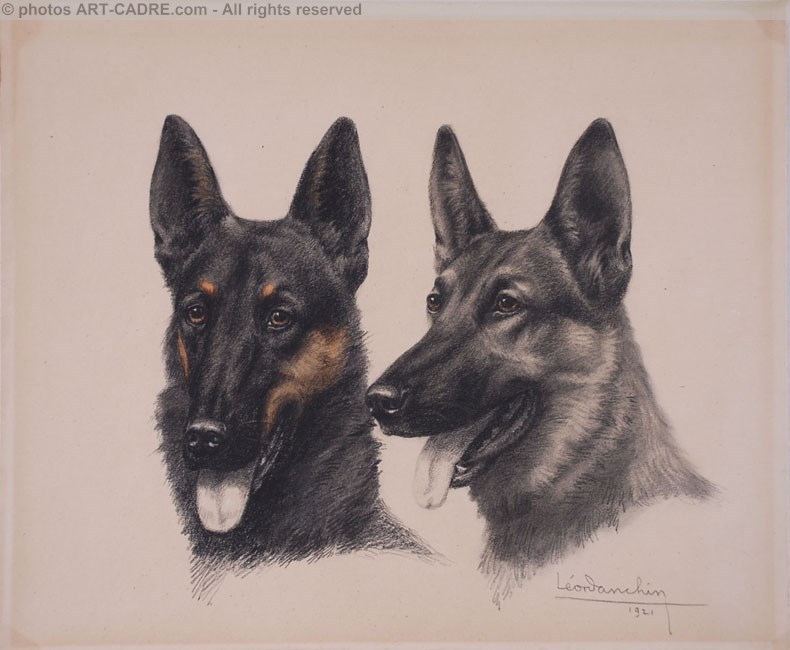 Deux ttes de Berger Belge Malinois - Two Belgian Shepherd Malinois heads Clickez pour zoomer