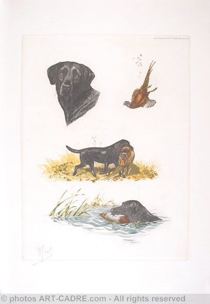 04 - Etude de labradors - Labradors study Click to ZOOM