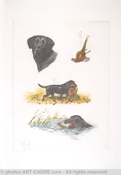 04 - Etude de labradors - Labradors study Clickez pour zoomer