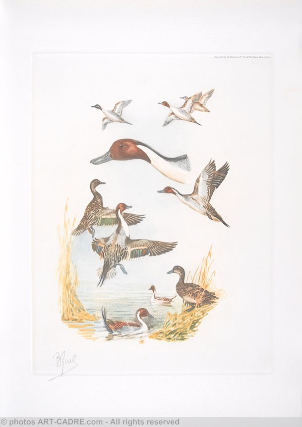 07 - Etude de canards Pilet - Pintails study Click to ZOOM