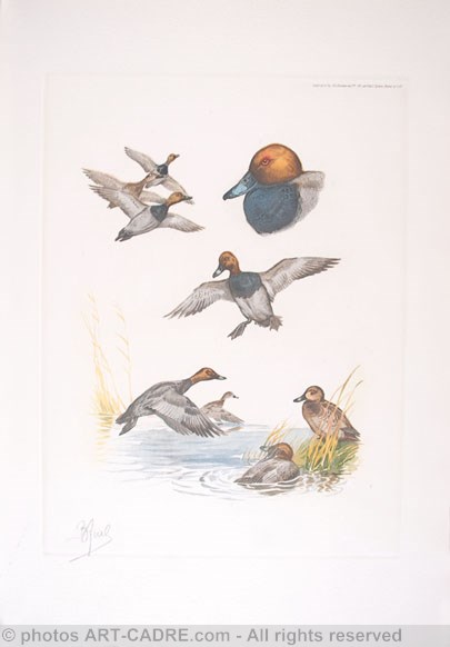 13 - Etude de canards milouin - Pochards study Click to ZOOM