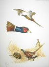 15 - Etude de faisans - Pheasants study Click to ZOOM