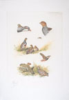 19 - Etude de perdrix - Partridges study Click to ZOOM